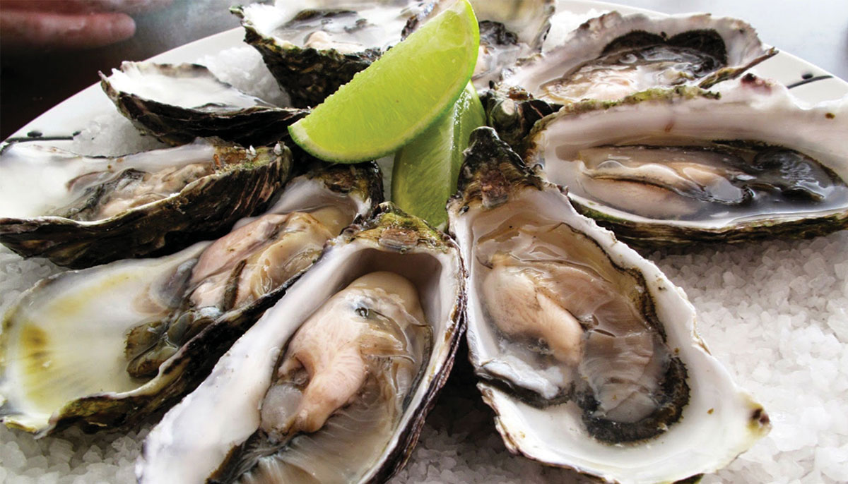 Proibição do consumo de ostras em Santa Catarina gera demissões de maricultores
